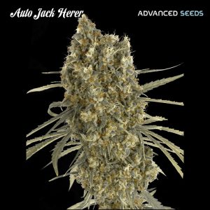 Car Jack Herer fem. Advanced Seeds