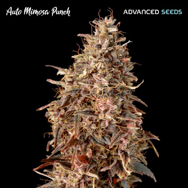 Auto-Mimosa-Punch-1-u-fem-Advanced-Seeds.jpg