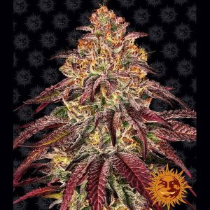 Auto Mimosa x Orange Punch fem. Barney's