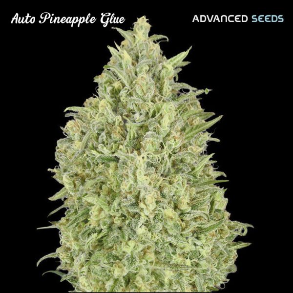 Auto-Pineapple-Glue-1-u-fem-Advanced-Seeds.jpg