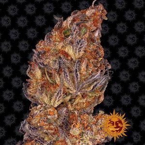 Auto Runtz feminizada Barney's