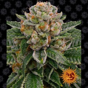 Auto Skywalker OG  feminizada Barney's