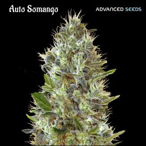 Auto Somango fem. Advanced Seeds