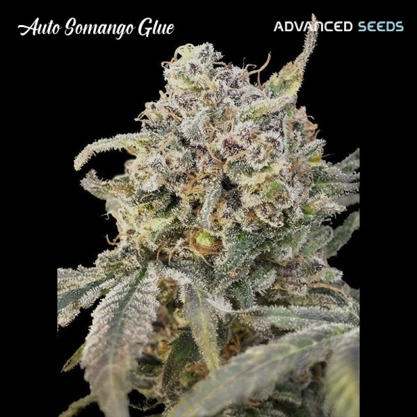Auto-Somango-Glue-1-u-fem-Advanced-Seeds.jpg
