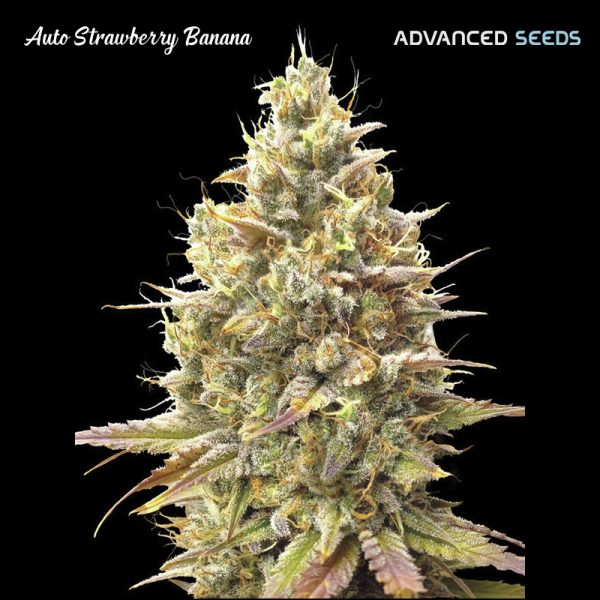 Auto-Strawberry-Banana-1-u-fem-Advanced-Seeds.jpg