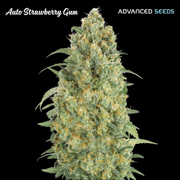 Auto-Strawberry-Gum-1-u-fem-Advanced-Seeds.jpg