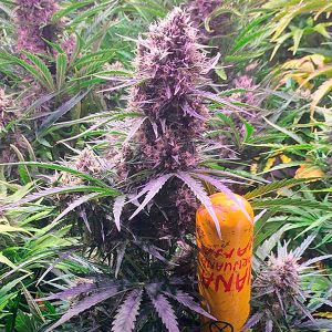 Auto Wedding Cake feminizada Barney's