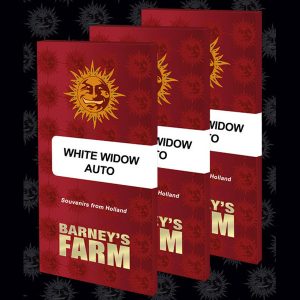 Auto White Widow feminizada Barney's.
