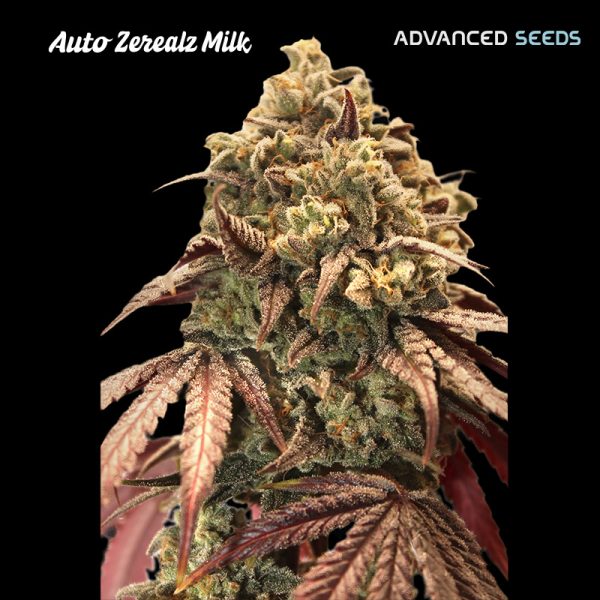 Auto-Zerealz-Milk-1-u-fem-Advanced-Seeds.jpg