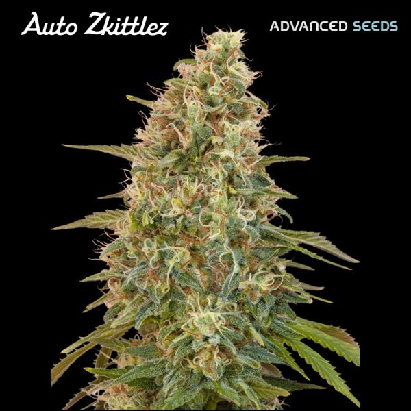 Auto-Zkittlez-1-u-fem-Advanced-Seeds.jpg