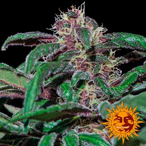 Ayahuasca Purple Feminized Barney`s