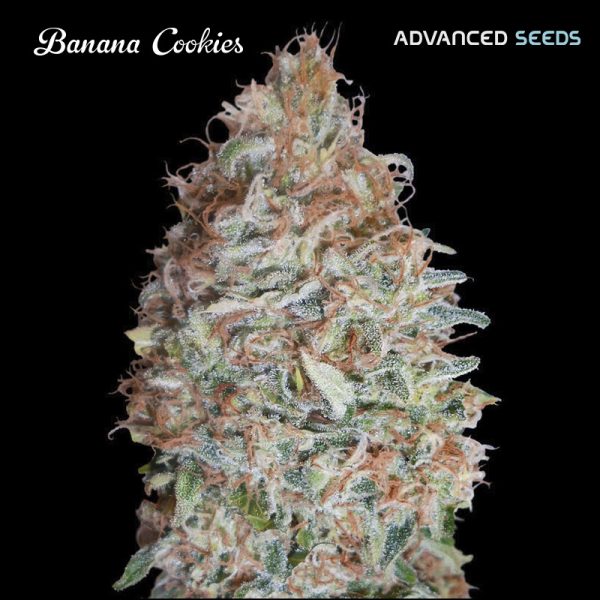 Banana-Cookies-1-u-fem-Advanced-Seeds.jpg