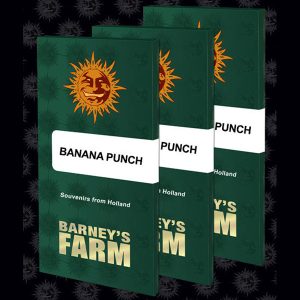 Banana Punch feminizada Barney's