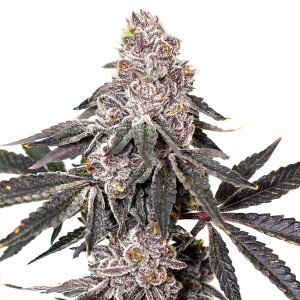 Berry Crusher feminisierte Elev8 Seeds