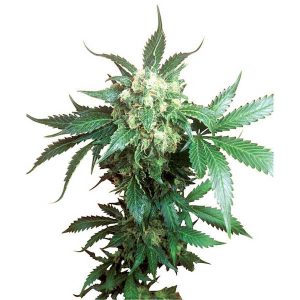 Schwarze Domina reguläre Sensi Seeds