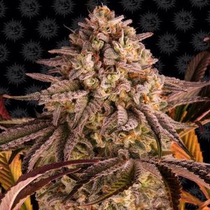 Blue Sunset Sherbet feminizada Barney's