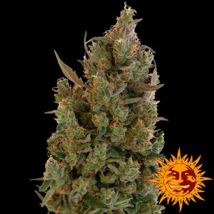 Blueberry Cheese feminizada Barney's