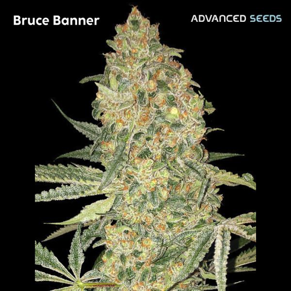 Bruce-Banner-1-u-fem-Advanced-Seeds.jpg