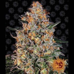 Bubba Kush feminizada Barney's