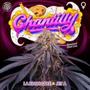 Chantilly 6 u. Perfect Tree FEM