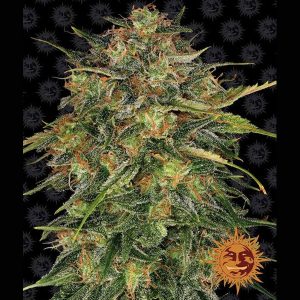 Cheese feminizada Barney's