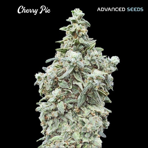 Cherry-Pie-1-u-fem-Advanced-Seeds.jpg