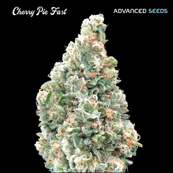 Cherry-Pie-Fast-1-u-fem-Advanced-Seeds.jpg