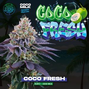 Coco frais 6 u. Perfect Tree FEM