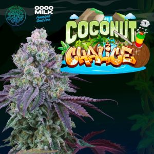 Chalice de noix de coco 6 U. Perfect Tree FEM