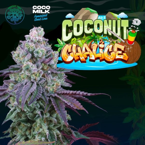 Coconut-Chalice-6-u-fem-Perfect-Tree.jpg