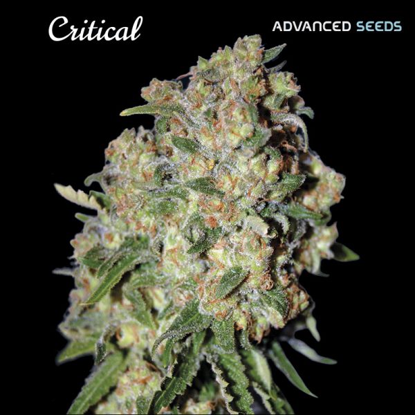 Critical-1-u-fem-Advanced-Seeds.jpg