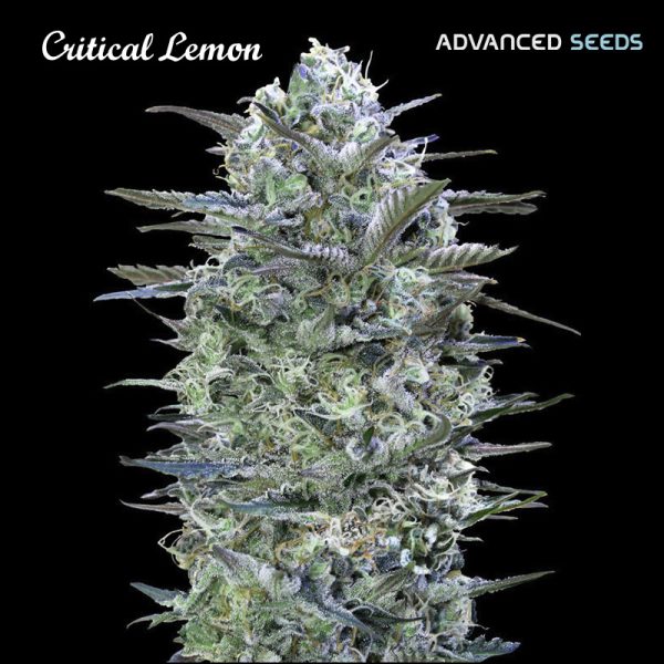 Critical-Lemon-1-u-fem-Advanced-Seeds.jpg