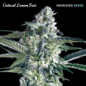 Critical Lemon Fast fem. Advanced Seeds