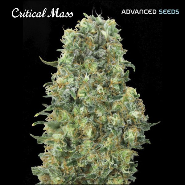 Critical-Mass-1-u-fem-Advanced-Seeds.jpg