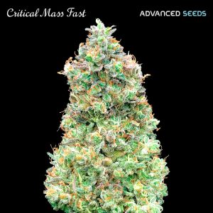 Critical Mass Fast Advanced Seeds
