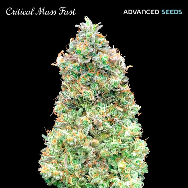 Critical-Mass-Fast-1-u-fem-Advanced-Seeds.jpg