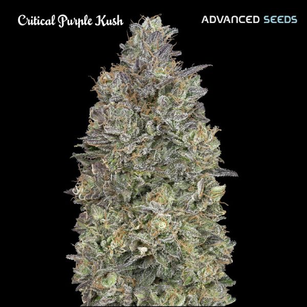 Critical-Purple-Kush-1-u-fem-Advanced-Seeds.jpg
