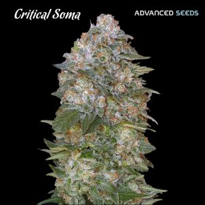 Critical Soma fem. Advanced Seeds