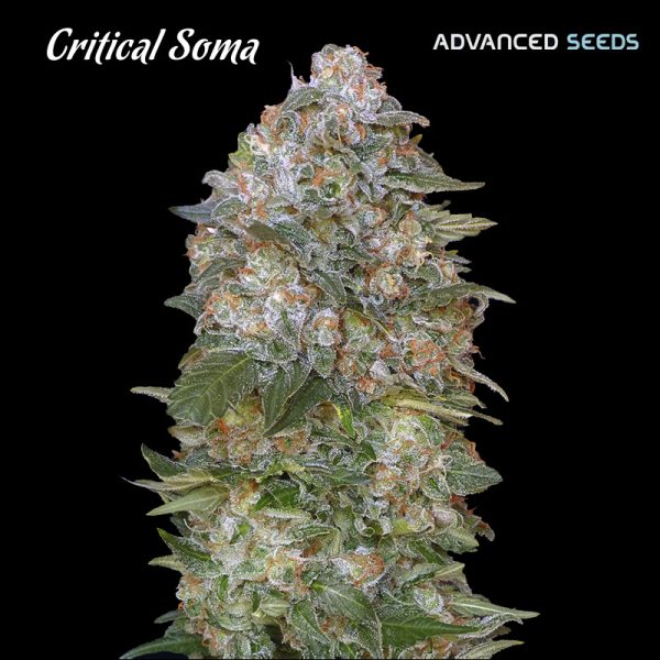 Critical-Soma-1-u-fem-Advanced-Seeds.jpg