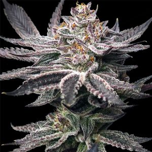 Double Dunked Feminized Elev8 Seeds