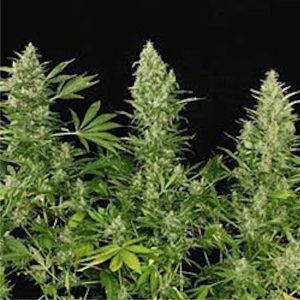 Doppelte niederländische Serious Seeds