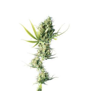Durban reguläre Sensi Seeds