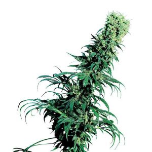 Frühe Perle reguläre Sensi Seeds
