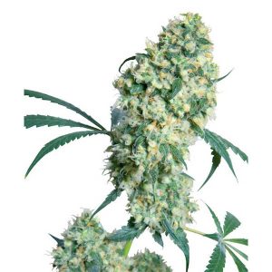 Ed Rosenthal Super Bud. Regelmäßige Sensi Seeds
