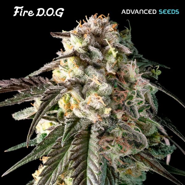 Fire-DOG-1-u-fem-Advanced-Seeds.jpg