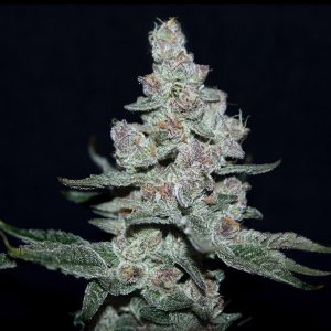 Fire&#39;n feminized Elev8 Seeds