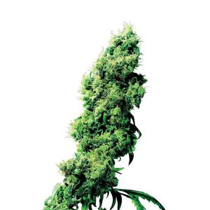 Sensi Seeds à quatre voies régulières