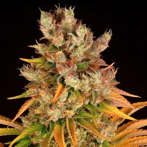 GMO Feminized Barney&#39;s