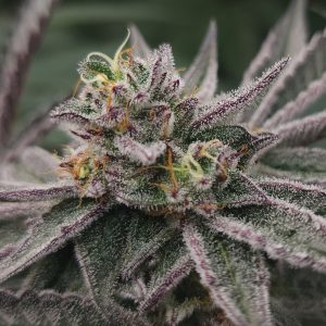 Gary Burger Feminized Elev8 Seeds