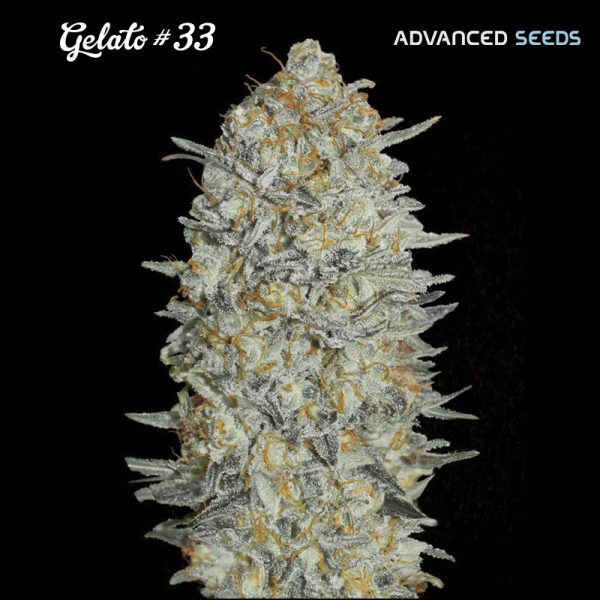 Gelato-33-1-u-fem-Advanced-Seeds.jpg